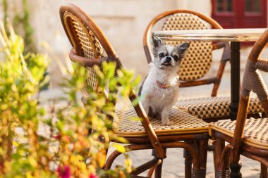 Şehir merkezindeki saksılarda sandalyeleri ve yeşil bitkileri olan açık hava kafesinde şirin bir chihuahua köpeği. Yaz sabahı güneş ışığı etkisi. Evcil hayvan dostu tatiller seyahat kavramı.