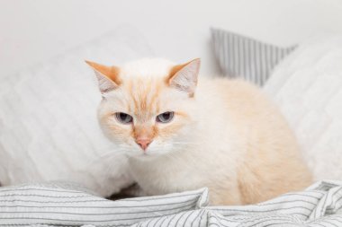 Sıkıcı kızıl, kırmızı melez kedi. Çağdaş yatak odasında açık gri ve beyaz desenli ekose altında. Soğuk kış havasında evcil hayvanlar battaniyenin altında ısınır. Evcil hayvanlar ve bakım konsepti.