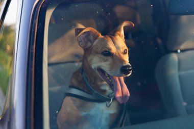 Çekici mutlu kızıl melez köpek arabada emniyet kemeriyle korunuyor. Evcil hayvan tatilleri, seyahat ve bakım konsepti. Boşluk arkaplanı kopyala. 