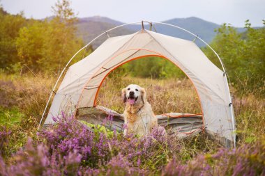 Kamp çadırının yakınında gülümseyen sevimli Golden Retriever köpeği. Evcil hayvan konseptiyle seyahat et. Çiçeklerin açtığı dağlık vadide yaz..