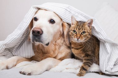 Mutlu genç Golden Retriever köpeği ve tatlı melez tekir kedisi, rahat ekose altında. Hayvanlar soğuk kış havasında gri ve beyaz battaniye altında ısınırlar. Evcil hayvanların dostluğu. Hayvan bakımı konsepti.
