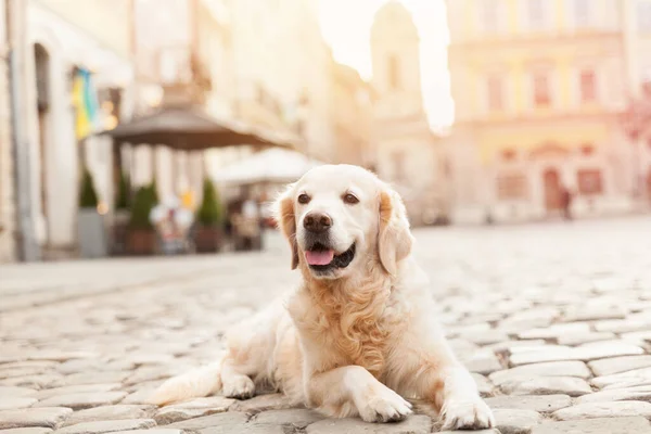 Avrupa 'nın eski şehrinde asfaltta gülen Golden Retriever köpeği. Yaz sabahı güneş ışığı etkisi. Hayvan dostu tatiller seyahat konsepti. Mimarinin arka planında köpek.