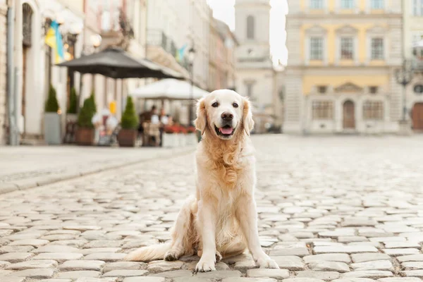 Avrupa 'nın eski şehrinde asfaltta gülen Golden Retriever köpeği. Yaz sabahı güneş ışığı etkisi. Hayvan dostu tatiller seyahat konsepti. Mimarinin arka planında köpek.