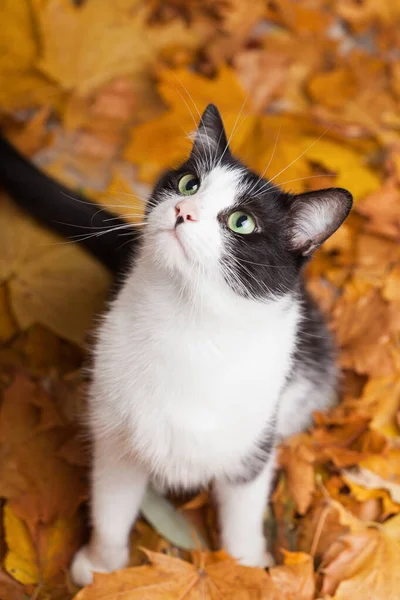 Yeşil gözlü, siyah beyaz tüylü, yaprakları dökülmüş evcil kedi yatıyordu. Sonbahar doğasında şanslı bir hayvan..