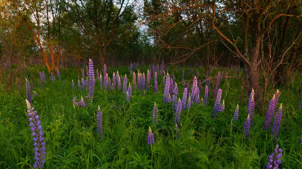 Close up purple lupines blossom in sunset time in spring or early summer. Beautiful sunny forests meadow. Copy space, landscape.