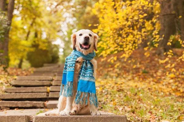 Adorable young golden retriever puppy dog wearing blue scarf sitting on concrete stairs near fallen yellow leaves. Autumn in park. Horizontal, copy space. Pets care concept.