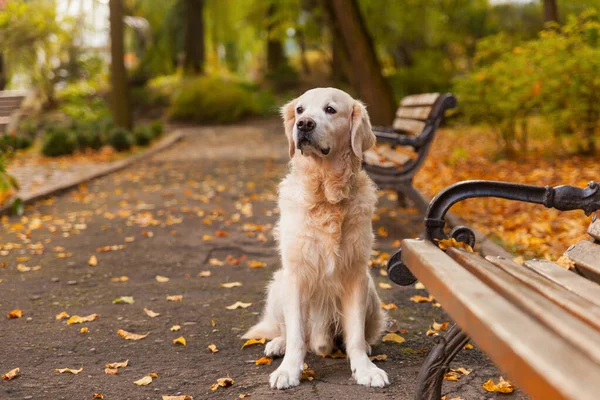 Adorable Joven Perro Perrito Perdiguero Dorado Sentado Sobre Hojas Amarillas —  Fotos de Stock
