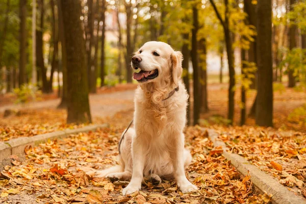 Adorable young golden retriever puppy dog sitting on fallen yellow leaves. Autumn in city park. Horizontal, copy space. Pets care concept.