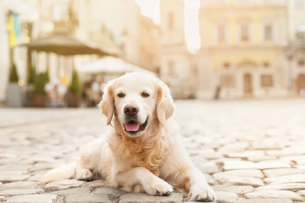 Feliz Perro Joven Sonriente Pavimento Vieja Ciudad Europea Centro Verano —  Fotos de Stock