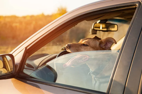 Fröhlicher Ingwer Roter Mischlingshund Der Mit Hängender Zunge Lächelt Und — Stockfoto