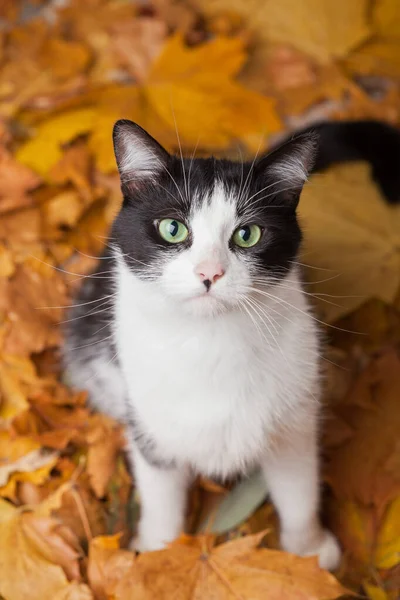 Зелені Очі Чорно Біле Хутро Домашньої Кішки Опале Листя Плоске — стокове фото