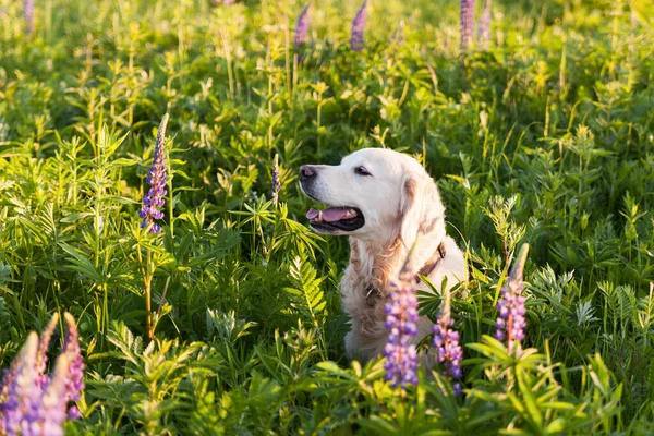 Happy smiling golden retriever puppy dog  in the green grass meadow in sunny summer morning. Pets care and happiness concept. Copy space background.