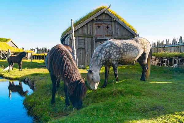 Geleneksel antik Viking köyünün yakınındaki İzlanda atları. Stoksnes Yarımadası, Hofn, İzlanda 'daki Vestrahorn dağları yakınlarındaki eski ahşap evler. Popüler turistik cazibe
