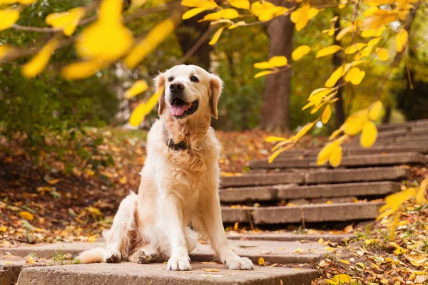 Adorable young golden retriever puppy dog sitting on concrete stairs near fallen yellow leaves. Autumn in park. Horizontal, copy space. Pets care concept.