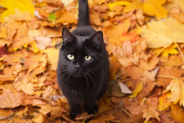 绿眼睛黑毛家猫在落叶平躺在地上 秋天里的幸运儿 复制空间背景 — 图库照片