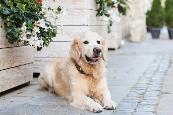 Happy smiling adorable golden retriever puppy dog sitting near white wooden baskets with flowers in country antique house backyard or garden. Copy space summer day background. Dog on old city street.