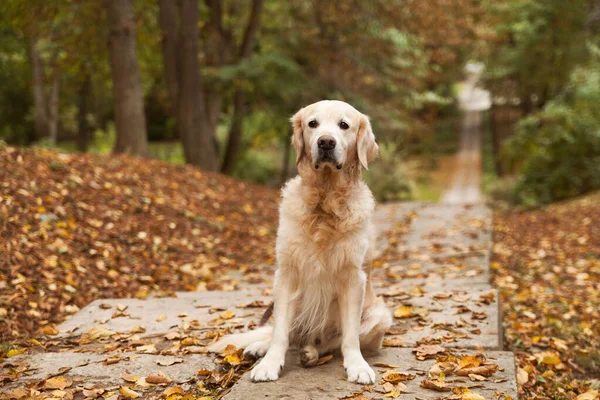 Adorável Triste Jovem Cachorro Golden Retriever Sentado Folhas Amarelas Caídas — Fotografia de Stock