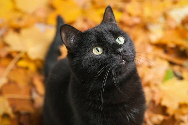 Зеленые Глаза Черной Меховой Домашней Кошки Опавших Листьях Лежали Плоскими — стоковое фото