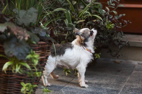 Adorable Perro Chihuahua Cachorro Cerca Cestas Con Plantas Calle Casa —  Fotos de Stock