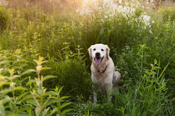 Happy smiling golden retriever puppy dog in white flowers meadow in sunny summer morning. Pets care and happiness concept. Copy space background.