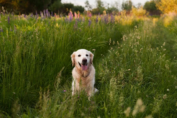Mutlu gülümseyen Golden Retriever köpeği, güneşli yaz akşamında mor lup çiçekleri çayırında. Evcil hayvan bakımı ve mutluluk konsepti. Boşluk arkaplanı kopyala.