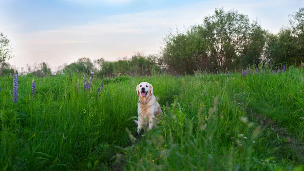 Happy smiling golden retriever puppy dog  in the purple lupine flowers meadow in sunny summer morning. Pets care and happiness concept. Copy space background.