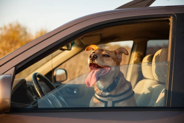 Szczęśliwy Ruda Mieszanka Czerwony Pies Uśmiecha Się Jego Język Wisi — Zdjęcie stockowe
