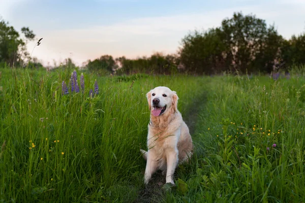 Щасливий Усміхнений Золотий Ретривер Цуценя Собаки Фіолетовий Люпин Квіти Луг — стокове фото