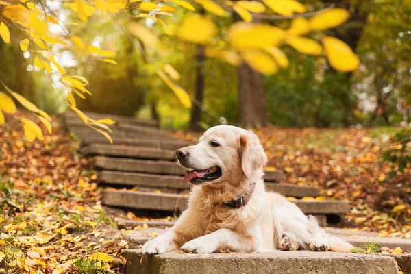 Adorable young golden retriever puppy dog sitting on concrete stairs near fallen yellow leaves. Autumn in city  park. Horizontal, copy space. Pets care concept.