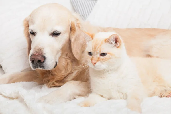 Genç Golden Retriever Köpeği Sevimli Melez Kırmızı Kedi Hayvanlar Soğuk — Stok fotoğraf