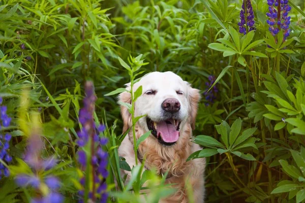 Happy smiling golden retriever puppy dog in the purple lupine flowers meadow in sunny summer morning. Pets care and happiness concept. Copy space background.