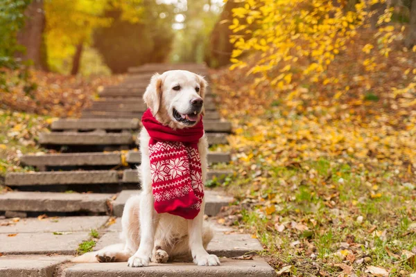 Adorable young golden retriever puppy dog wearing red scarf sitting on concrete stairs near fallen yellow leaves. Autumn in park. Horizontal, copy space. Pets care concept.