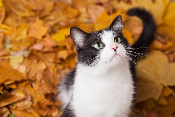 Verde Ojos Negro Blanco Pelaje Doméstico Gato Caído Hojas Plana — Foto de Stock