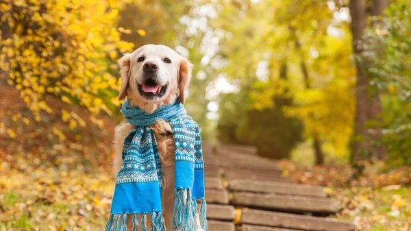 Adorável Jovem Cachorro Golden Retriever Vestindo Cachecol Azul Sentado Escadas — Fotografia de Stock