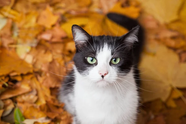 Зеленые Глаза Черно Белый Мех Домашней Кошки Опавшие Листья Плоские — стоковое фото