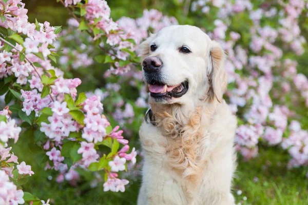 Happy smiling golden retriever puppy dog  in the purple lupine flowers meadow in sunny summer morning. Pets care and happiness concept. Copy space background.