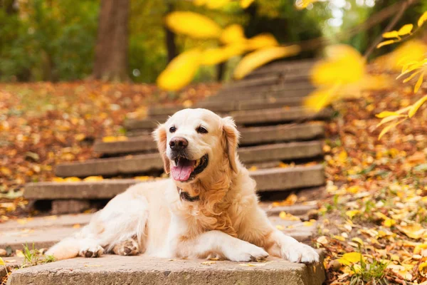 Adorável Jovem Cachorro Golden Retriever Sentado Escadas Concreto Perto Folhas — Fotografia de Stock