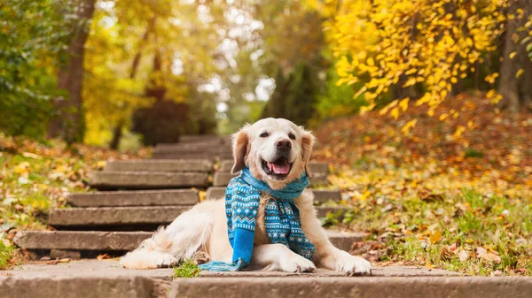 Adorable young golden retriever puppy dog wearing blue scarf sitting on concrete stairs near fallen yellow leaves. Autumn in park. Horizontal, copy space. Pets care concept.