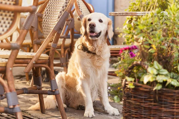 Şehir merkezindeki saksılarda sandalyeleri ve yeşil bitkileri olan açık hava kafesinde gülen Golden Retriever köpeği. Yaz sabahı güneş ışığı etkisi. Evcil hayvan dostu tatiller seyahat kavramı.