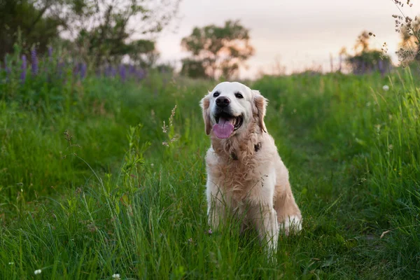 Щасливий Усміхнений Золотий Ретривер Цуценя Собаки Фіолетовий Люпин Квіти Луг — стокове фото
