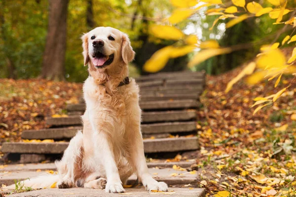 Adorável Jovem Cachorro Golden Retriever Sentado Escadas Concreto Perto Folhas — Fotografia de Stock