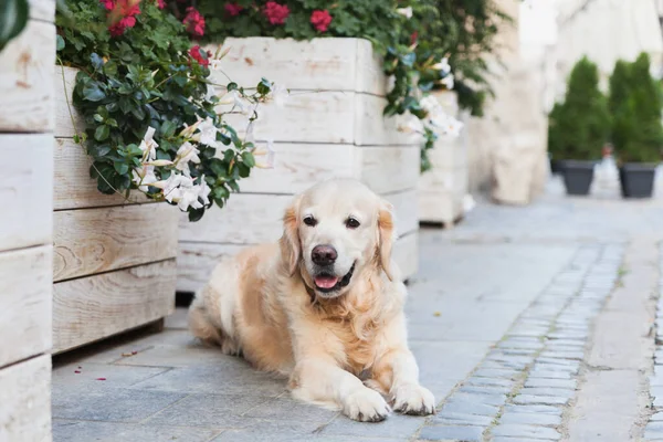Happy smiling adorable golden retriever puppy dog sitting near white wooden baskets with flowers in country antique house backyard or garden. Copy space summer day background. Dog on old city street.