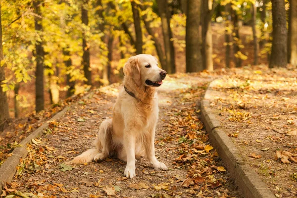 Adorável Jovem Cachorro Golden Retriever Sentado Folhas Amarelas Caídas Outono — Fotografia de Stock