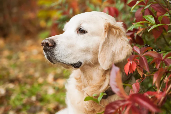 Sevimli Üzgün Golden Retriever Köpeği Kırmızı Sarı Üzüm Yapraklarının Yanında — Stok fotoğraf