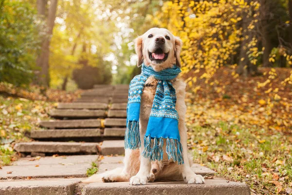 Adorável Jovem Cachorro Golden Retriever Vestindo Cachecol Azul Sentado Escadas — Fotografia de Stock