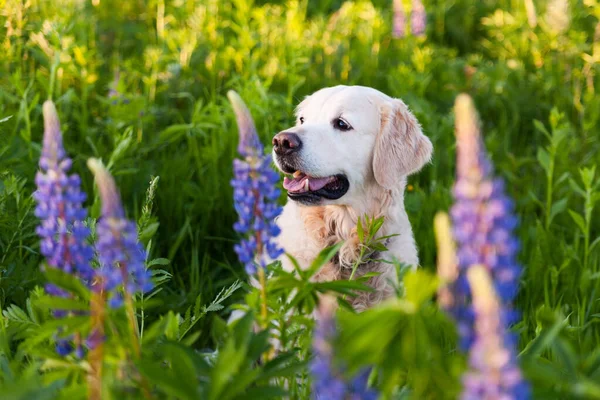 Güneşli yaz sabahında mor lup çiçekleri çayırında gülümseyen Golden Retriever yavru köpeği. Evcil hayvan bakımı ve mutluluk konsepti. Boşluk arkaplanı kopyala.