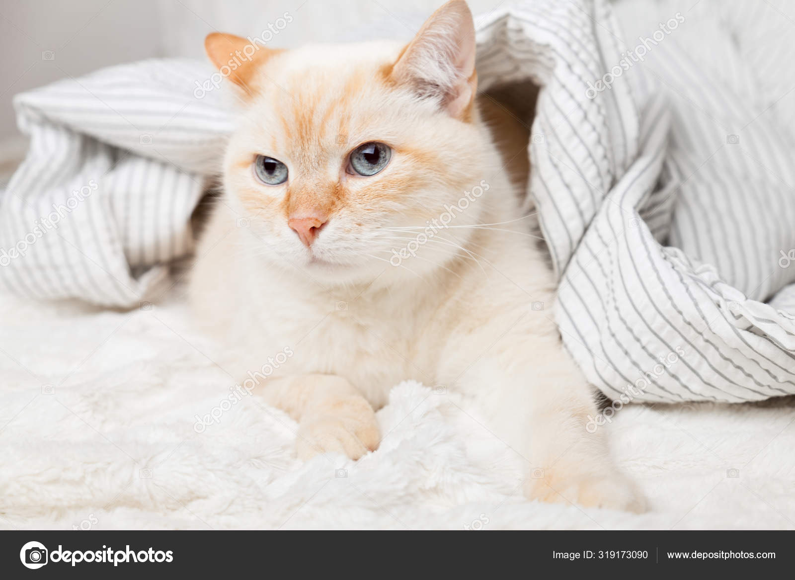 Ginger and white cat breed 2025