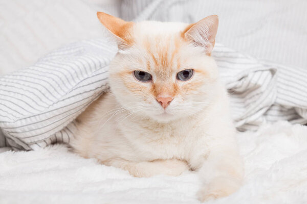 Скучный молодой рыжий рыжий кот смешанной породы под светло-серым и белым полосатым клетчатым в современной спальне. Животные согреваются под одеялом в холодную зимнюю погоду. Домашние животные дружелюбны и заботливы
.
