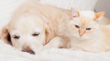 Genç Golden Retriever köpeği ve sevimli melez kırmızı kedi. Hayvanlar soğuk kış havasında beyaz battaniyede birlikte ısınırlar. Evcil hayvanların dostluğu. Hayvan bakımı konsepti.