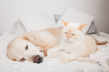 Genç Golden Retriever köpeği ve sevimli melez kırmızı kedi. Hayvanlar soğuk kış havasında beyaz battaniyede birlikte ısınırlar. Evcil hayvanların dostluğu. Hayvan bakımı konsepti.